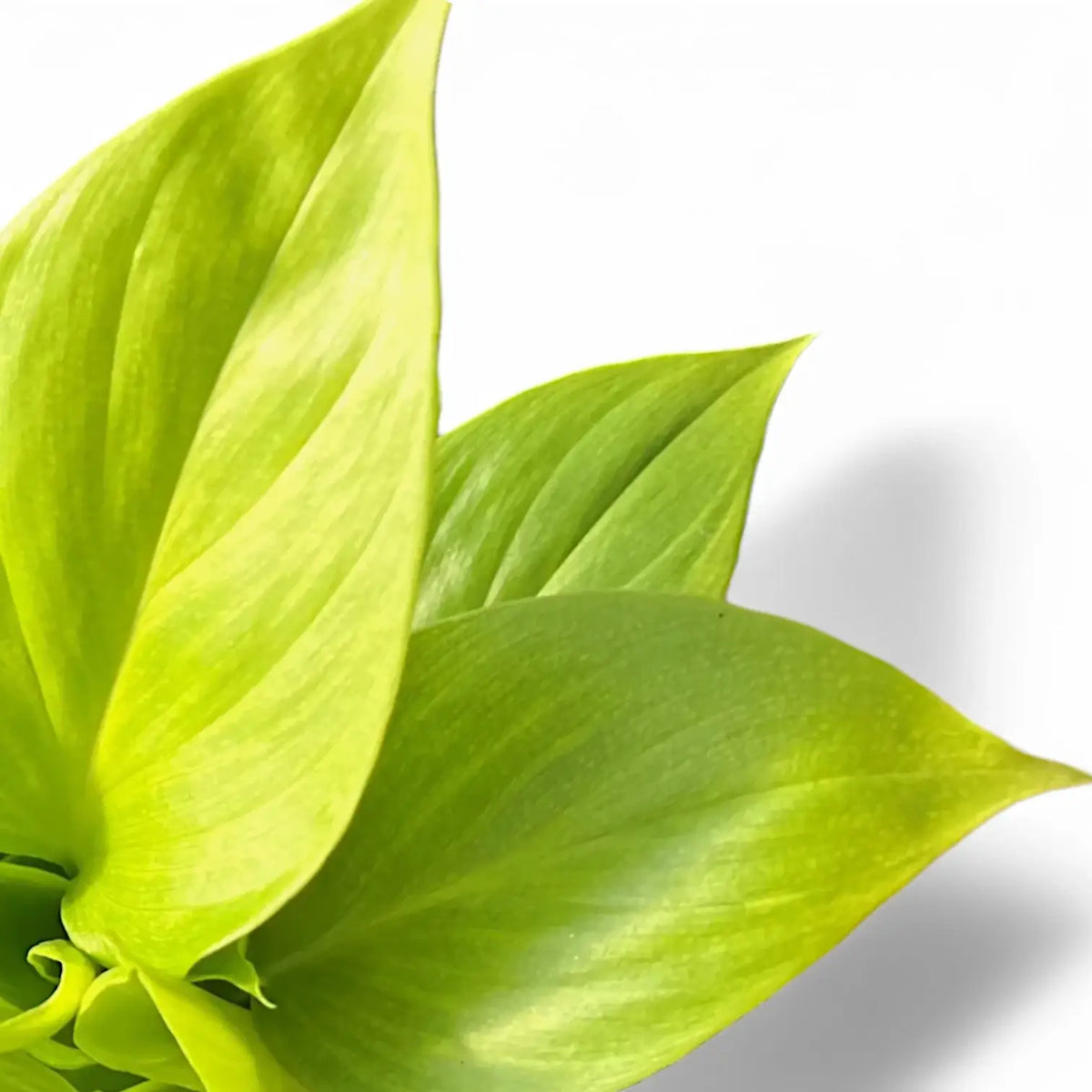 Homalomena rubescens 'Lemon Lime' leaf close-up on white background.