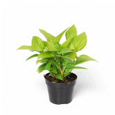 Homalomena rubescens 'Lemon Lime' potted plant in nursery pot on white background.