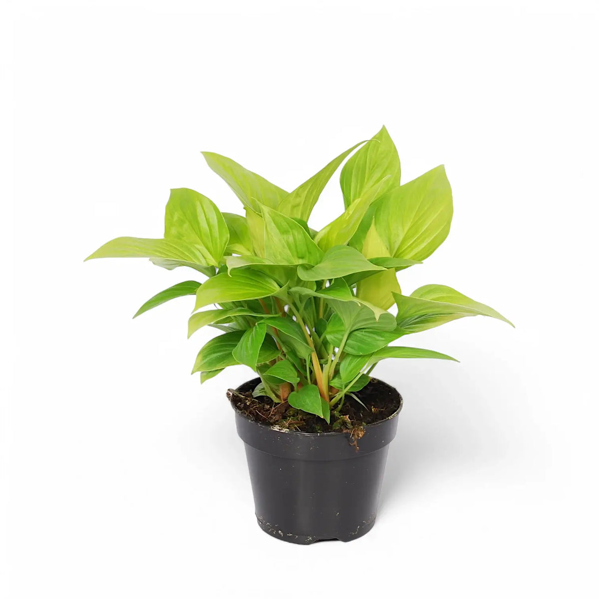 Homalomena rubescens 'Lemon Lime' potted plant in nursery pot on white background.