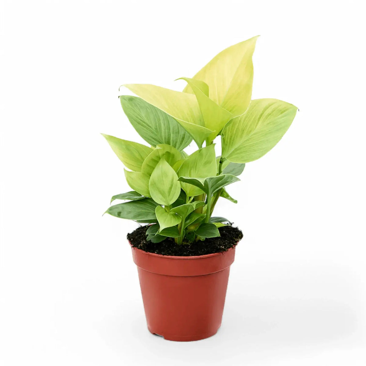 Homalomena rubescens 'Lemon Lime' potted plant in nursery pot on white background.