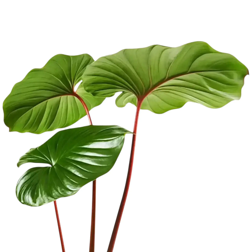 Homalomena rubescens ‘Maggy’ with glossy heart-shaped leaves on red-toned petioles