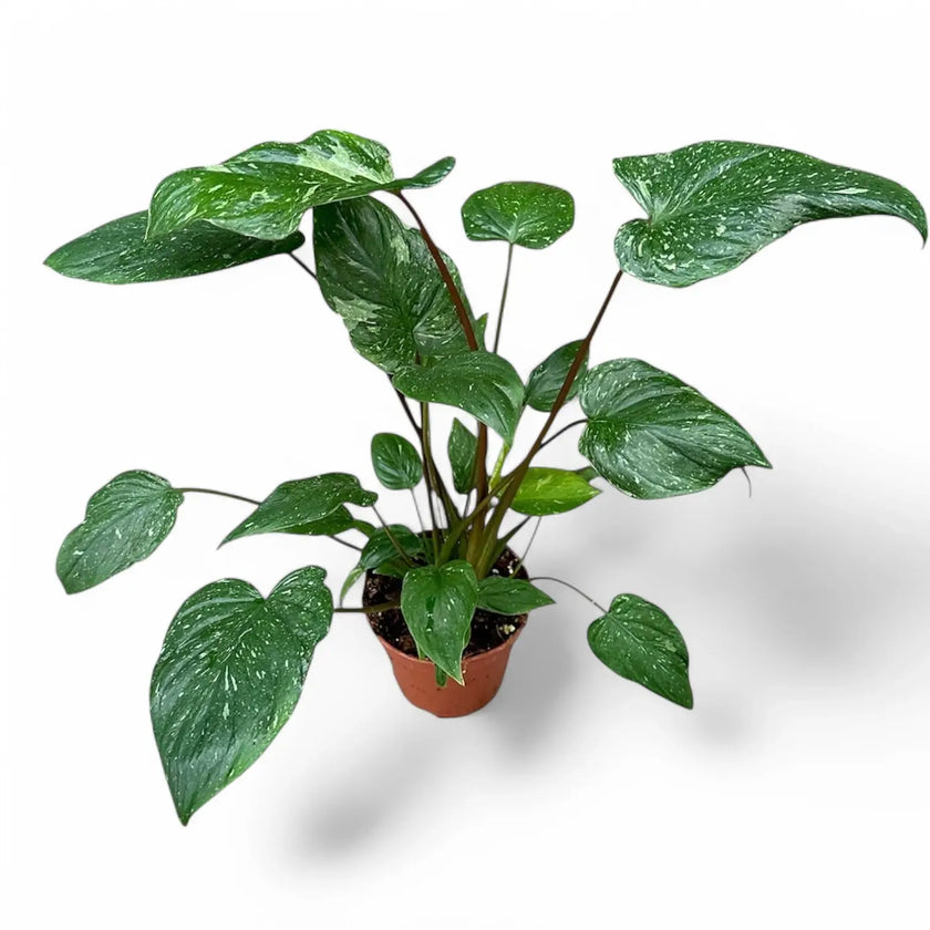 Homalomena rubescens 'Stardust' Zimmerpflanze im Anzuchttopf vor weißem Hintergrund, Produktfoto 2.