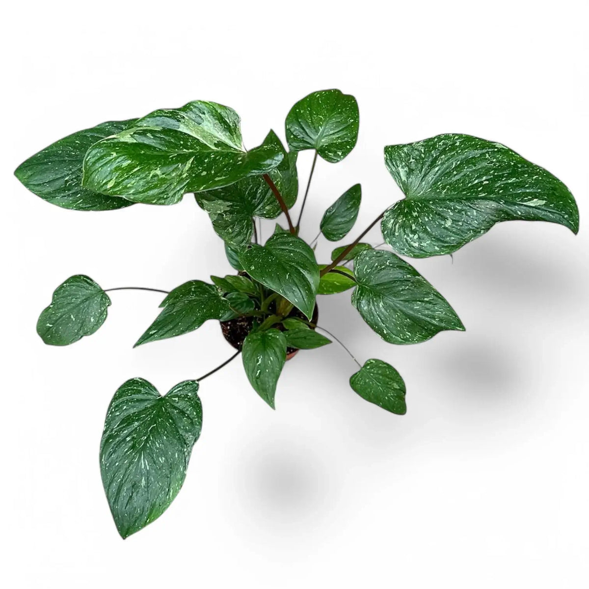 Homalomena rubescens 'Stardust' potted plant in nursery pot on white background.