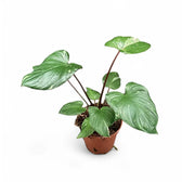 Homalomena rubescens 'Stardust' potted plant in nursery pot on white background.