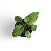 Homalomena rubescens 'Stardust' potted plant in nursery pot on white background.