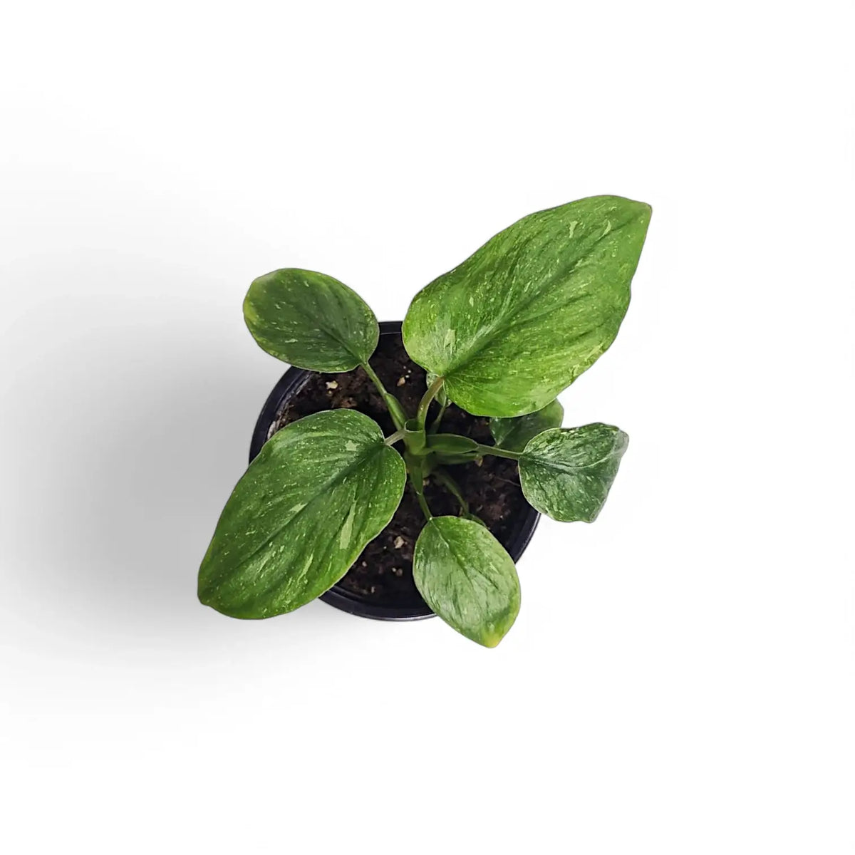Homalomena rubescens 'Stardust' potted plant in nursery pot on white background.