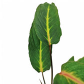 Homalomena sp. Papua – Blattdetail vor weißem Hintergrund..
