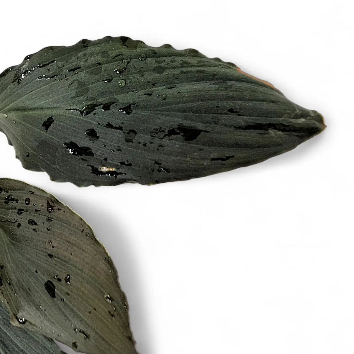 Homalomena sp. 'Platinum black' leaf detail on white background.