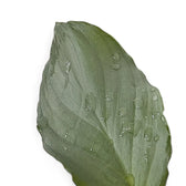 Homalomena sp. 'Platinum velvet' close-up of leaf on white background.