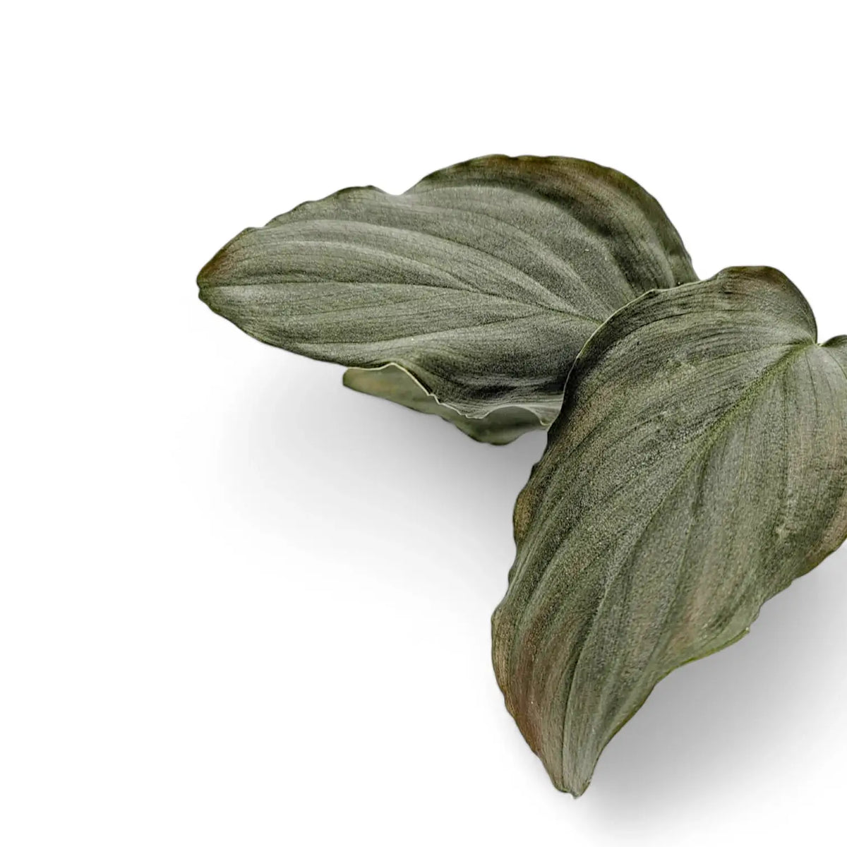 Homalomena sp. 'Platinum velvet' potted plant in nursery pot on white background.