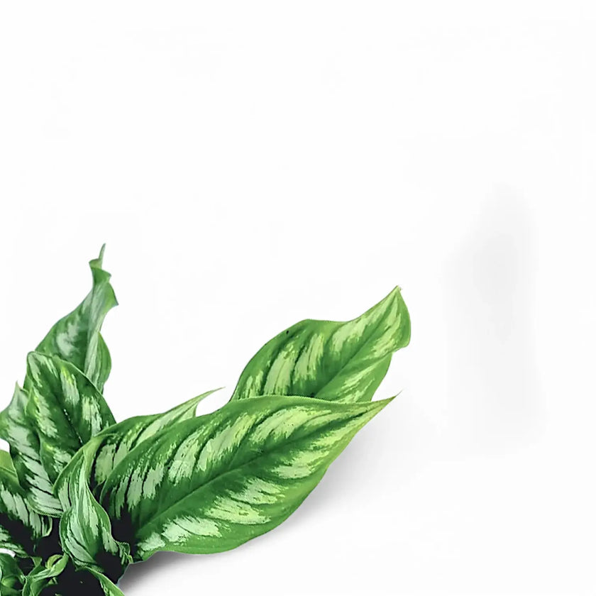 Homalomena sp. Riau Sumatra ('Jungle Velvet') – Blattdetail vor weißem Hintergrund..