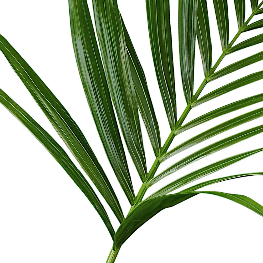 Howea forsteriana leaf detail on white background.
