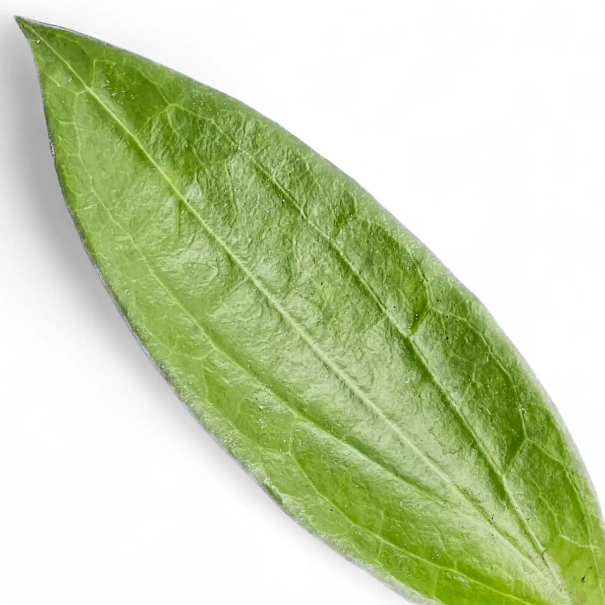 Hoya aff. icensis close-up of leaf on white background.