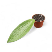 Hoya aff. icensis potted plant in nursery pot on white background.