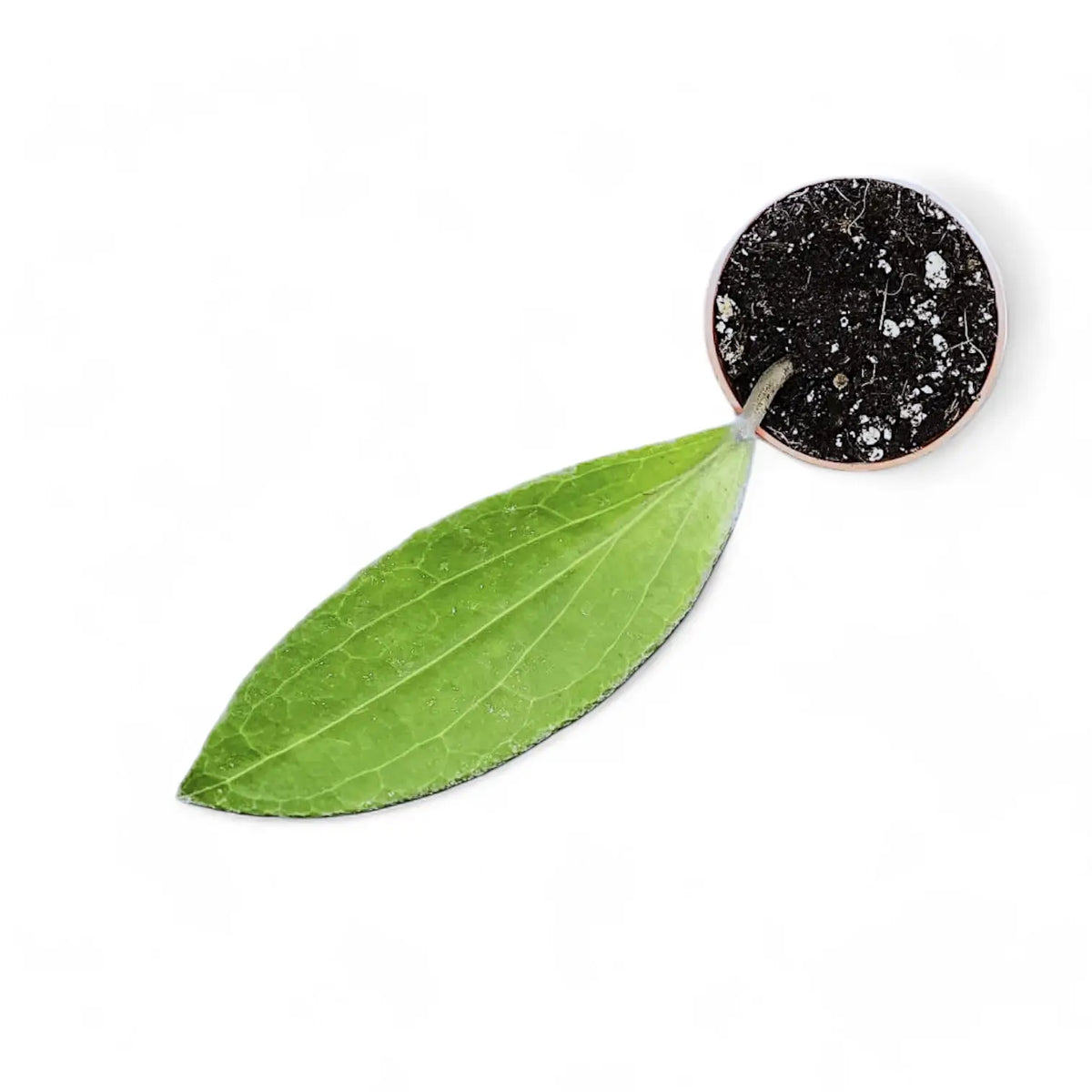 Hoya aff. icensis potted plant in nursery pot on white background.