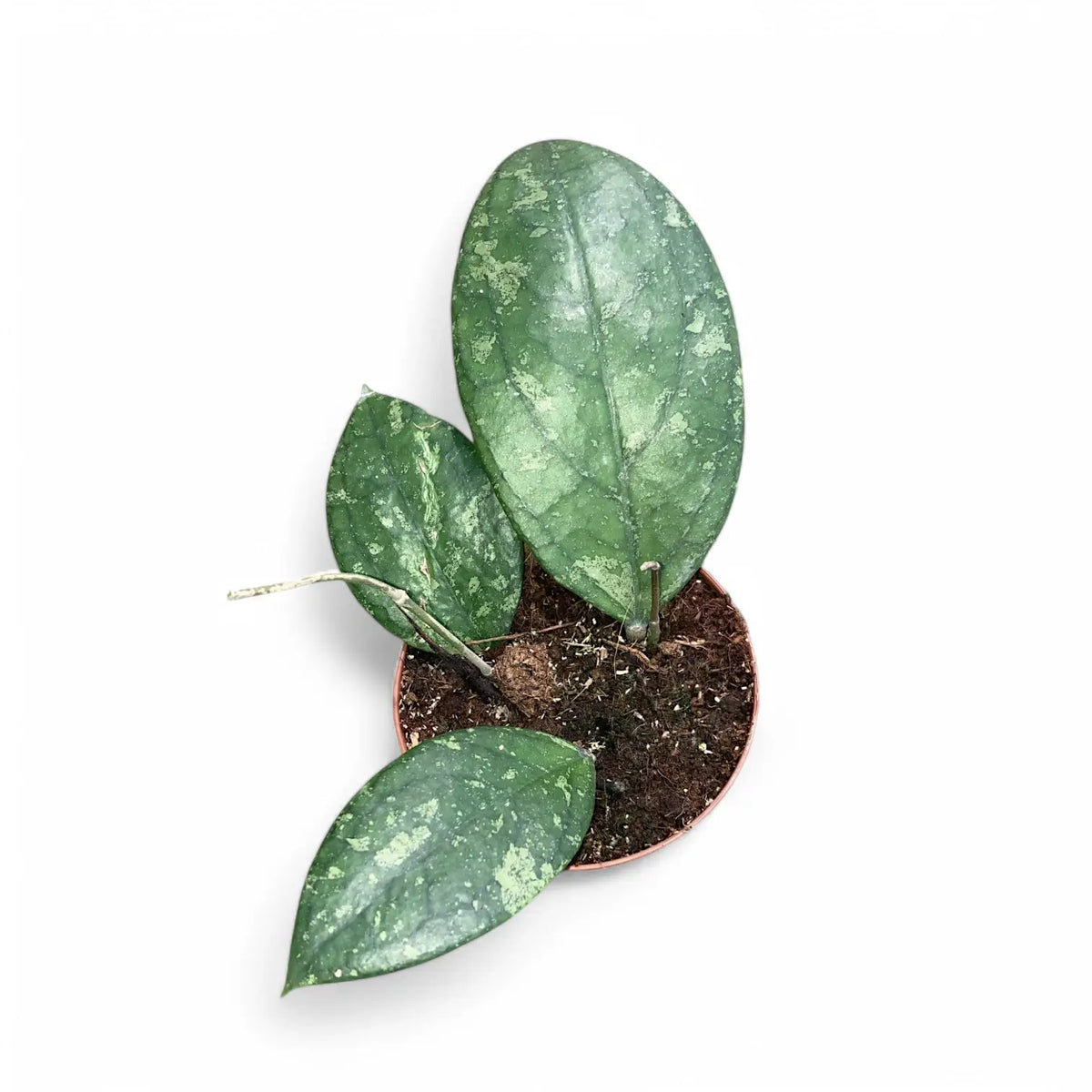 Hoya aff. vitellina potted plant in nursery pot on white background.
