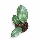 Hoya aff. vitellina potted plant in nursery pot on white background.