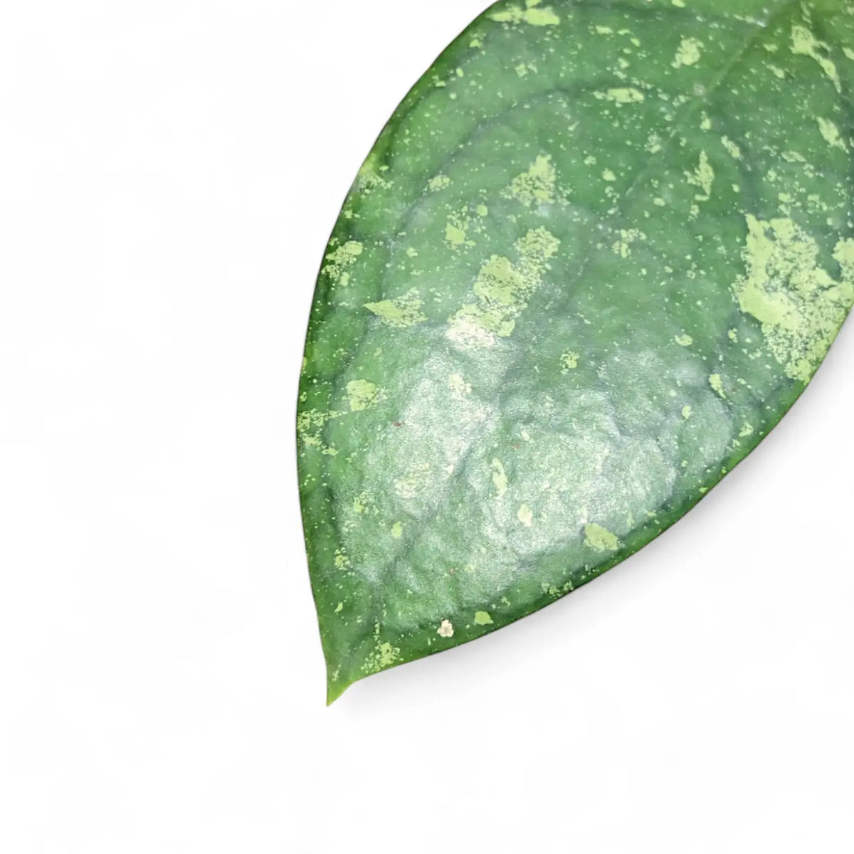 Hoya aff. vitellina potted plant in nursery pot on white background.