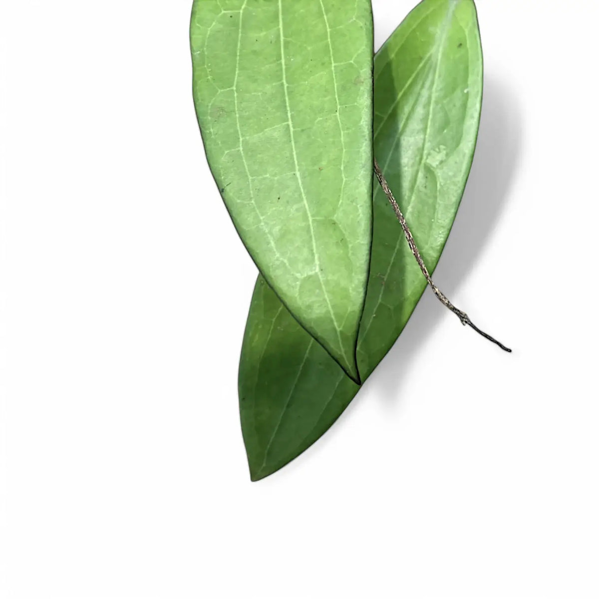 Hoya AH803 leaf close-up on white background.