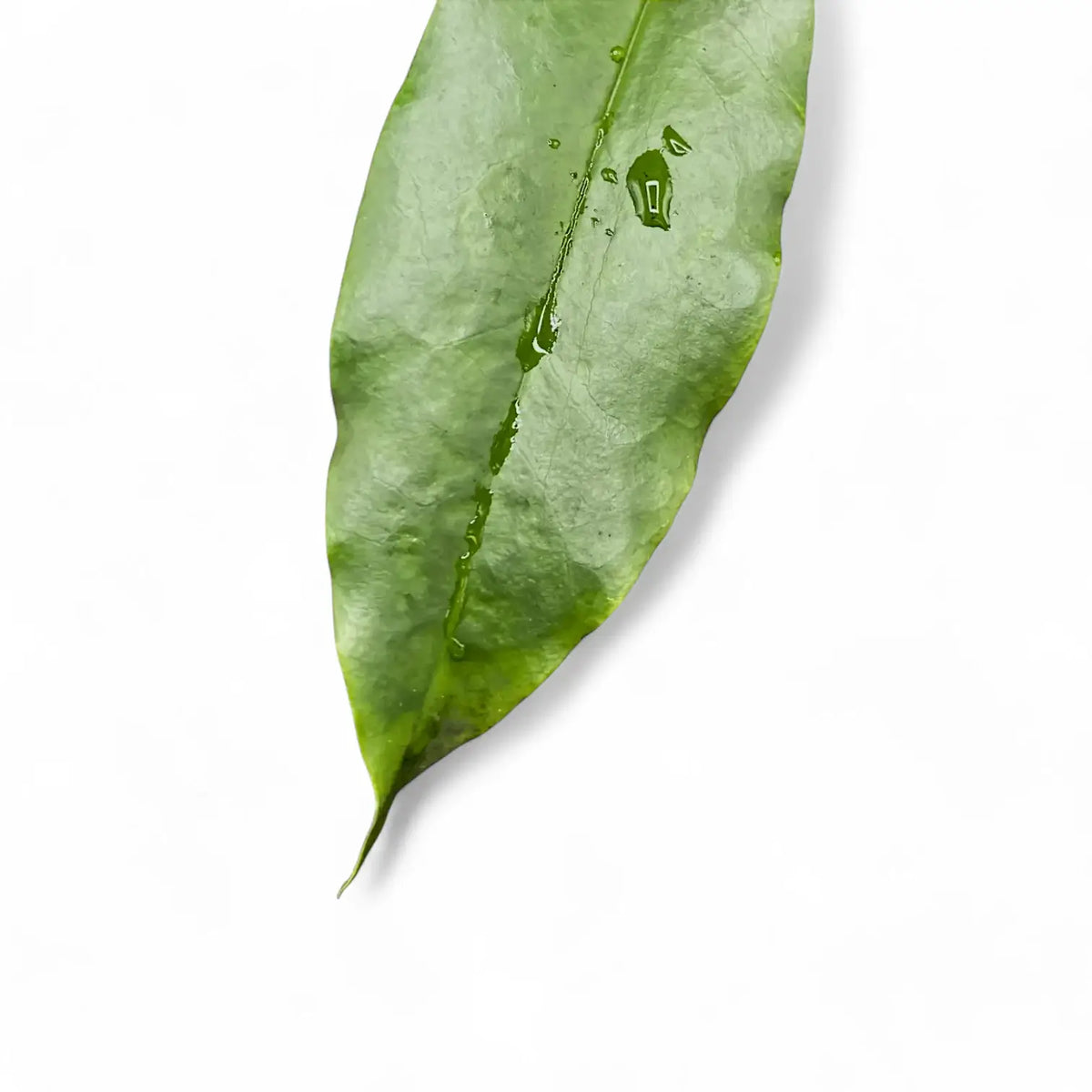 Hoya archboldiana – Blattdetail vor weißem Hintergrund..