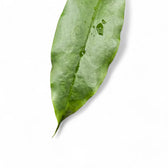 Hoya archboldiana – Blattdetail vor weißem Hintergrund..