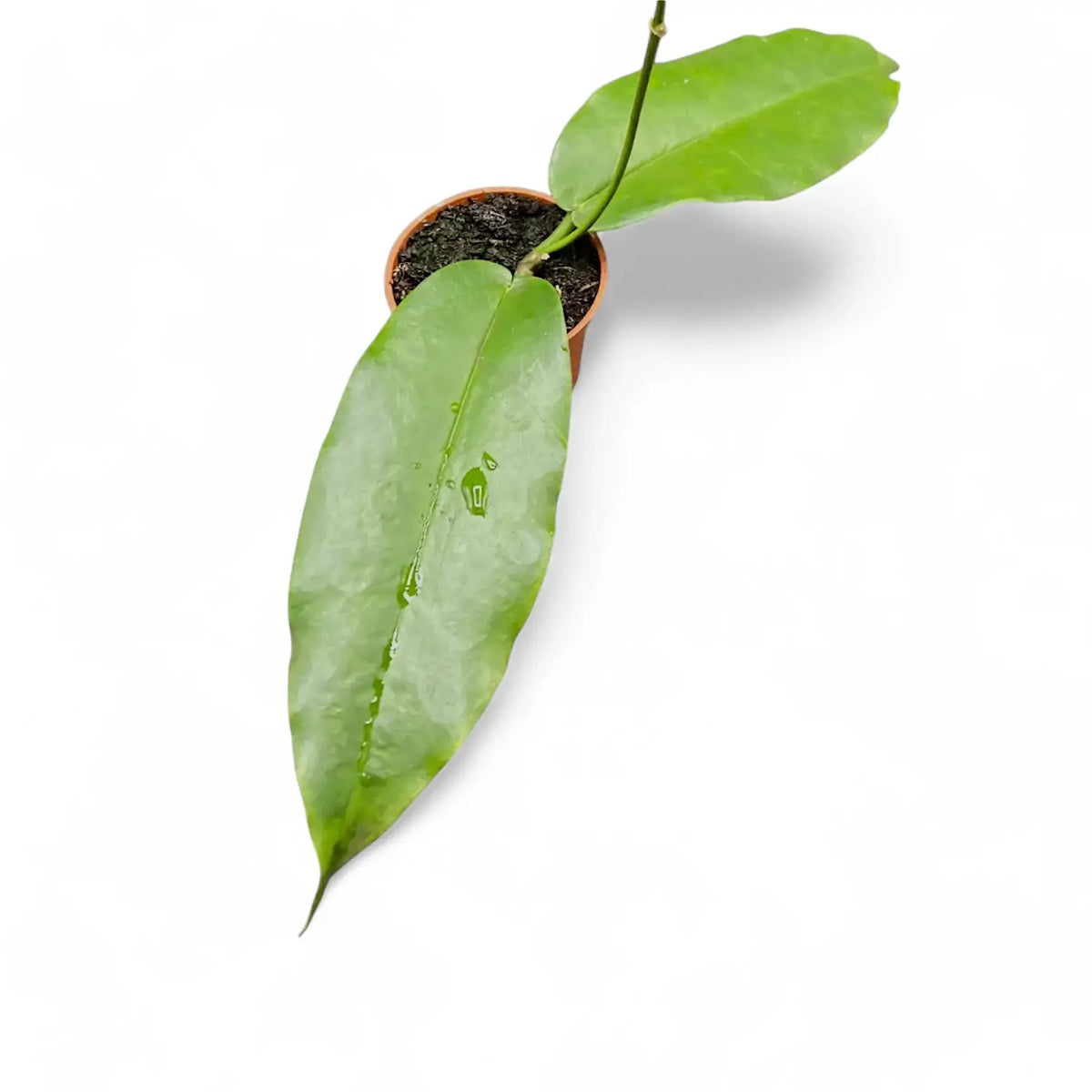 Hoya archboldiana Zimmerpflanze im Anzuchttopf vor weißem Hintergrund, Produktfoto 2.