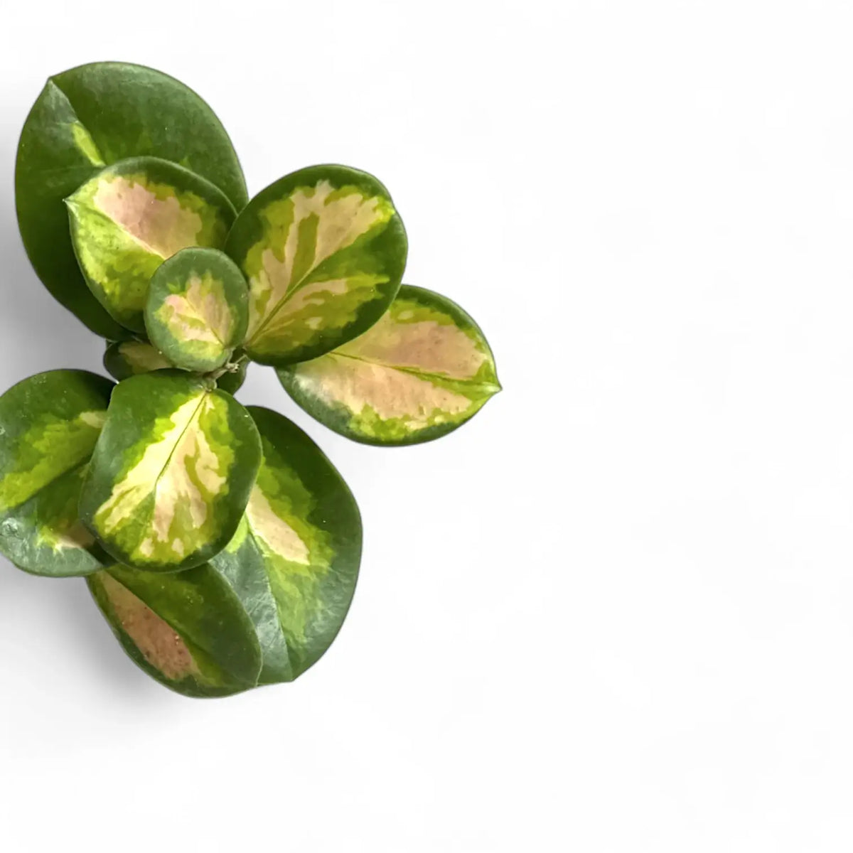 Hoya australis 'Lisa' close-up of leaf on white background.