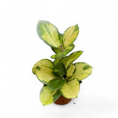Hoya australis 'Lisa' potted plant in nursery pot on white background.