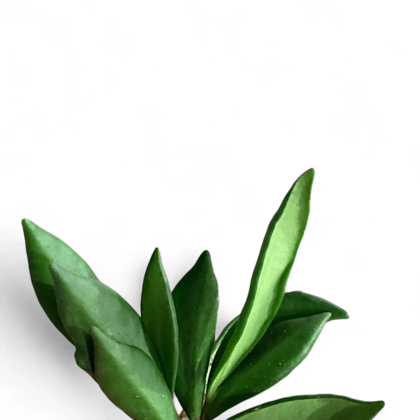 Hoya bilobata leaf close-up on white background.