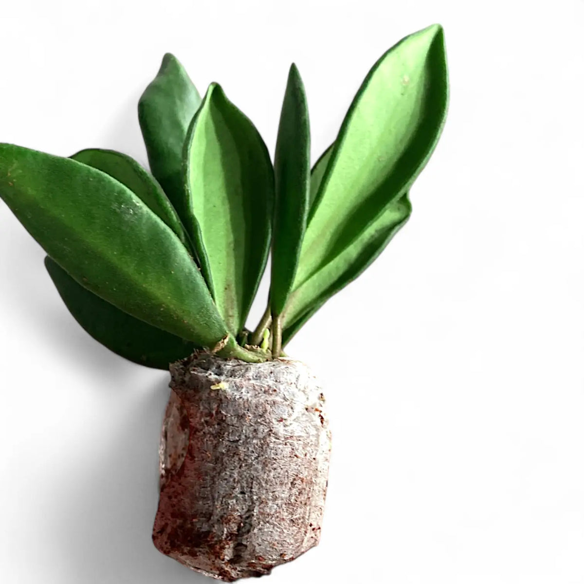 Hoya bilobata potted plant in nursery pot on white background.