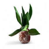 Hoya bilobata potted plant in nursery pot on white background.