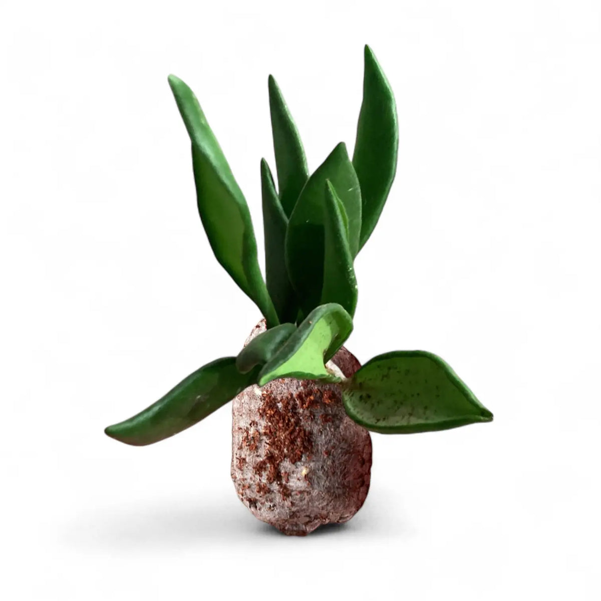 Hoya bilobata potted plant in nursery pot on white background.