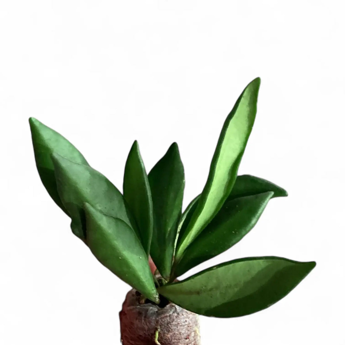 Hoya bilobata potted plant in nursery pot on white background.