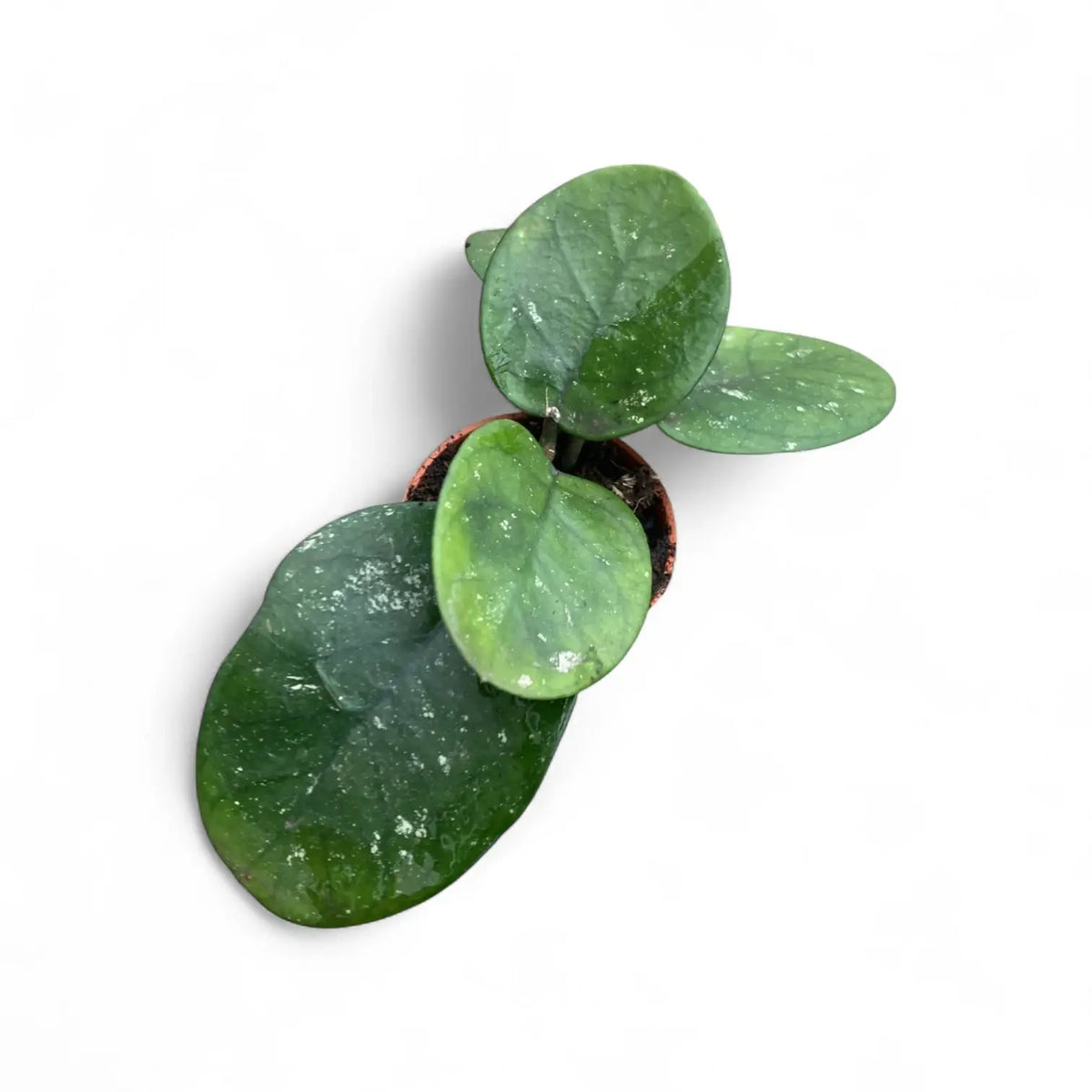 Hoya bonii potted plant in nursery pot on white background.