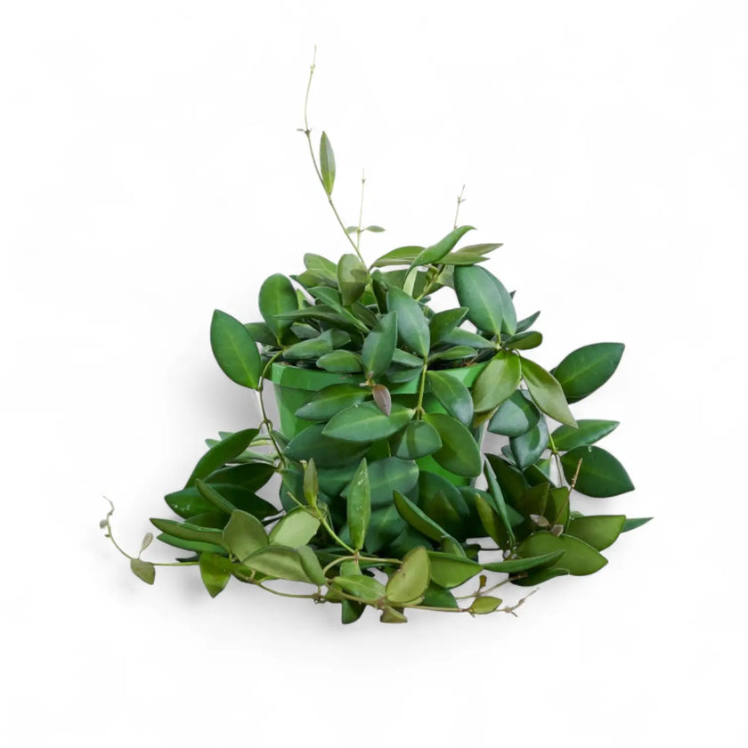 Hoya burtoniae potted plant in nursery pot on white background.