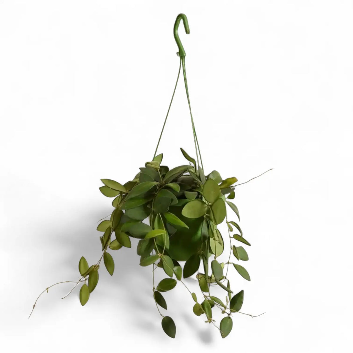 Hoya burtoniae potted plant in nursery pot on white background.