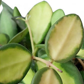 Hoya burtoniae variegata leaf close-up on white background.