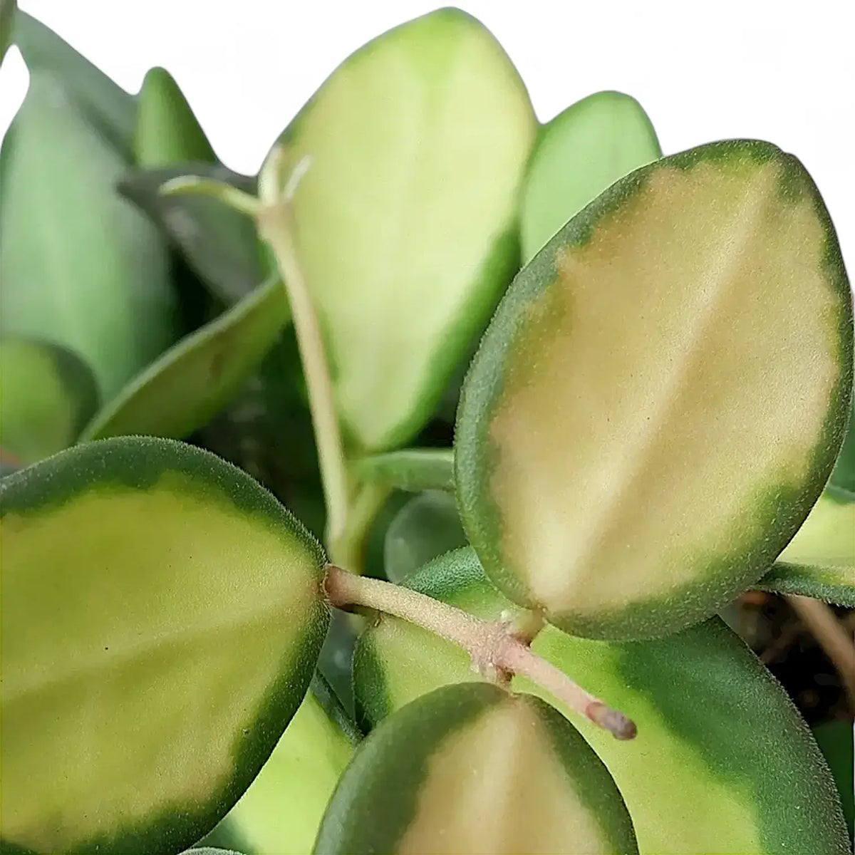 Hoya burtoniae variegata leaf close-up on white background.