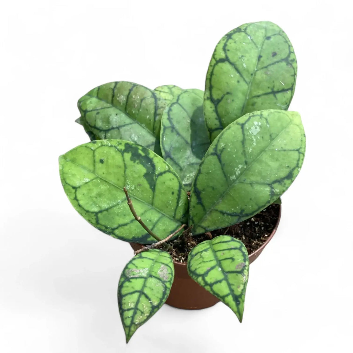 Hoya callistophylla potted plant in nursery pot on white background.