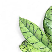 Hoya callistophylla potted plant in nursery pot on white background.