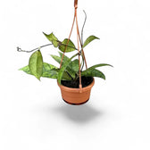 Hoya callistophylla potted plant in nursery pot on white background.