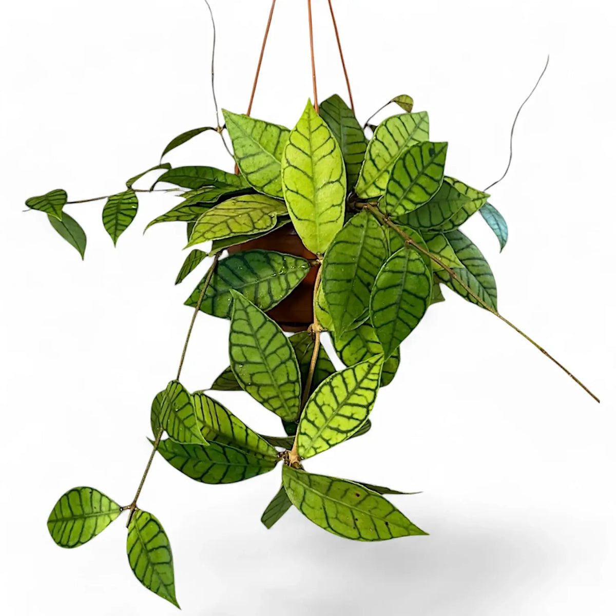 Hoya callistophylla potted plant in nursery pot on white background.