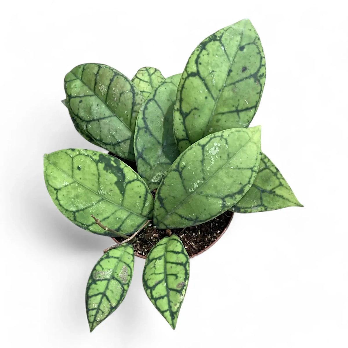 Hoya callistophylla potted plant in nursery pot on white background.