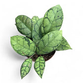 Hoya callistophylla potted plant in nursery pot on white background.
