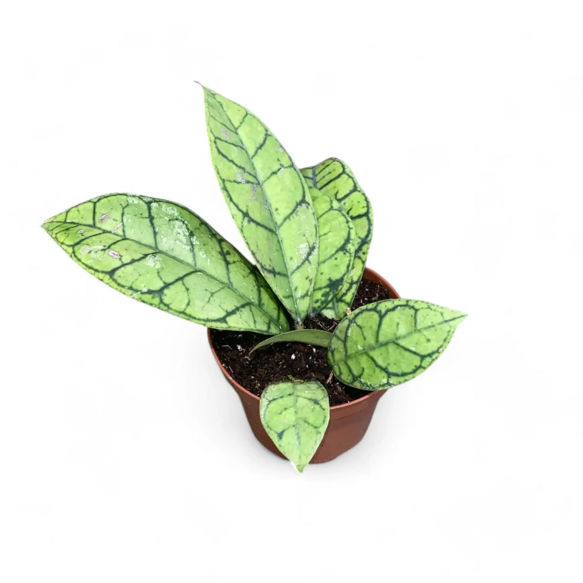Hoya callistophylla potted plant in nursery pot on white background.