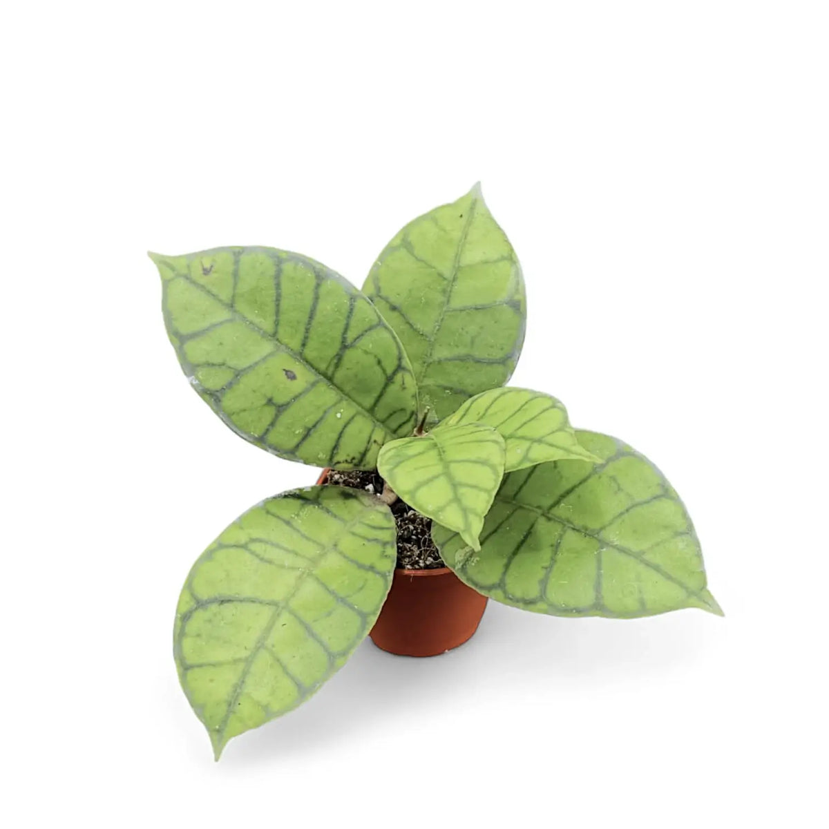 Hoya callistophylla potted plant in nursery pot on white background.