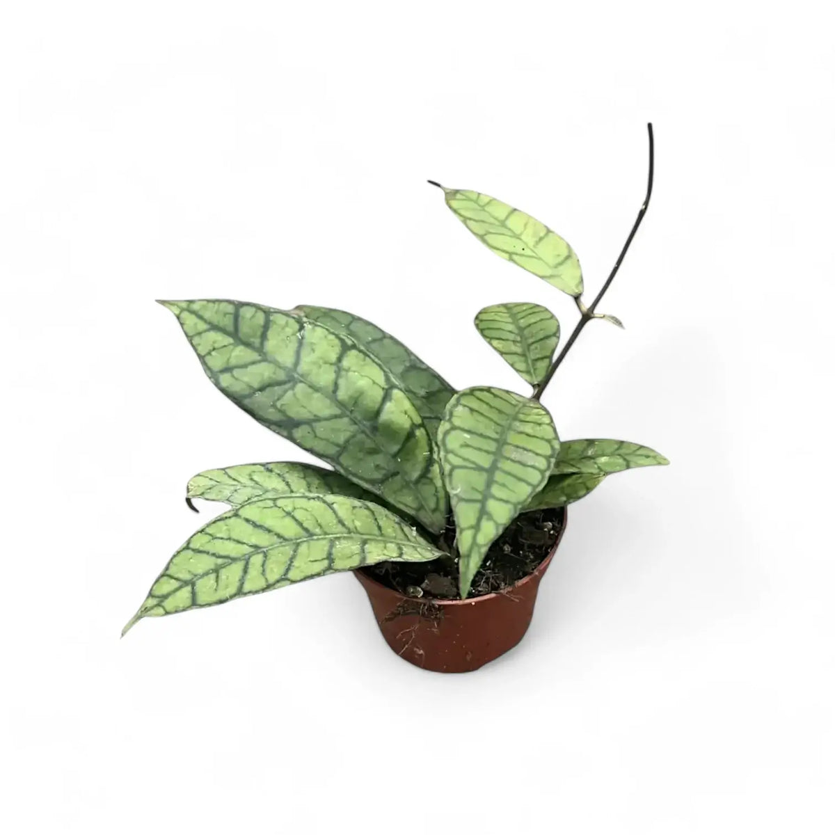Hoya callistophylla potted plant in nursery pot on white background.