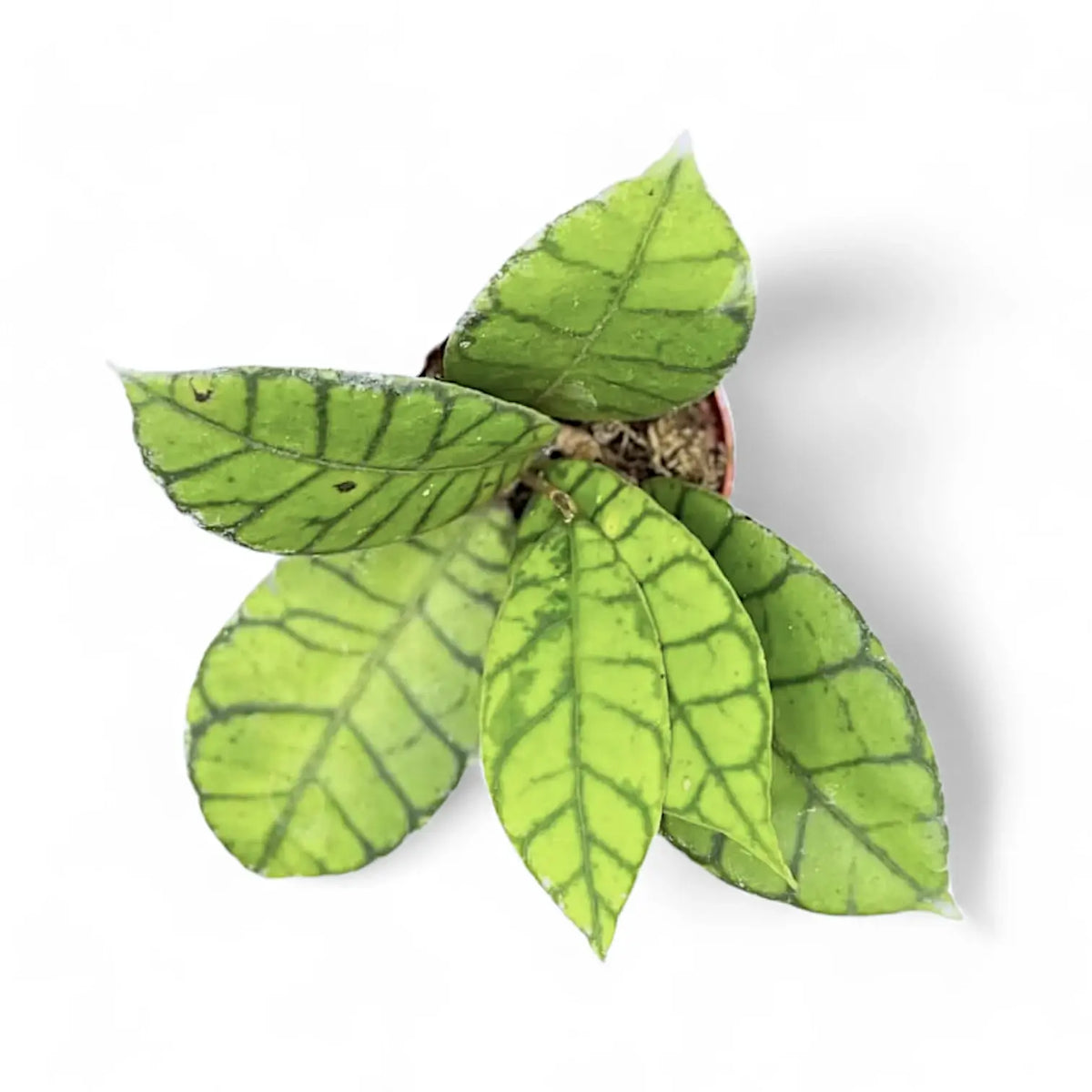 Hoya callistophylla potted plant in nursery pot on white background.