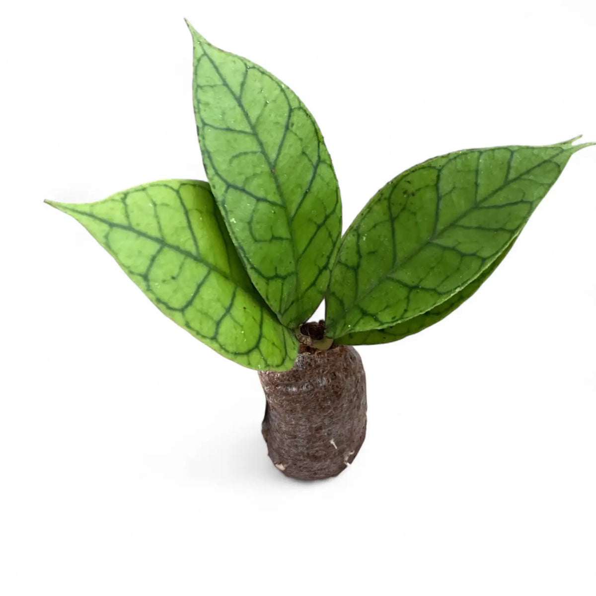 Hoya callistophylla KAL 16 potted plant in nursery pot on white background.