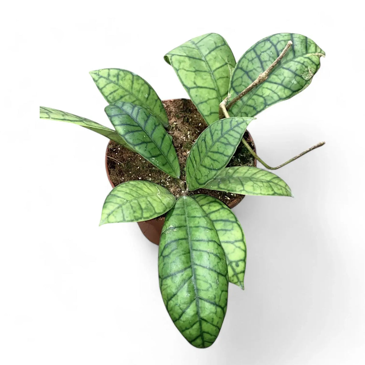 Hoya callistophylla sp. Kalimantan Zimmerpflanze im Anzuchttopf vor weißem Hintergrund, Produktfoto 2.